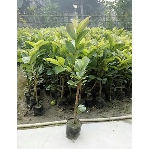 Rare_Hybrid_Air_Layering_Guava_Plant_(China_White)