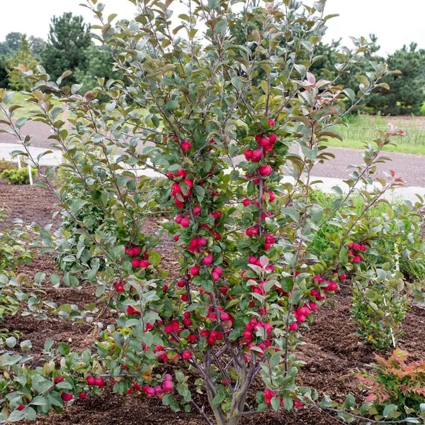 Ranetka_Apple_Grafted__Apple_Plant_Red_Flesh_Ranetka_Apple,_Crabapple_Outdoor_Plant_Original_Variety