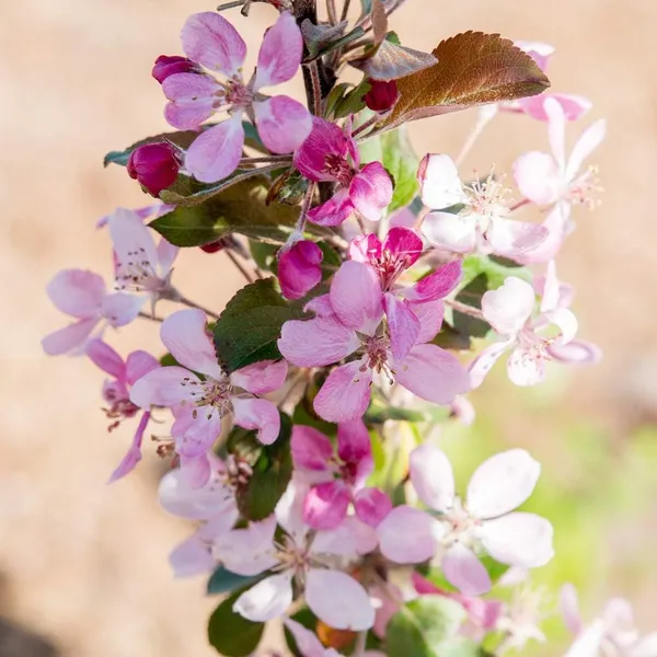 Ranetka_Apple_Grafted__Apple_Plant_Red_Flesh_Ranetka_Apple,_Crabapple_Outdoor_Plant_Original_Variety