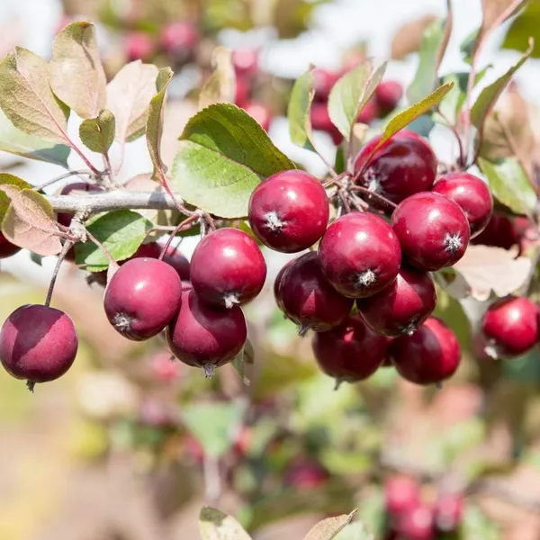 Ranetka_Apple_Grafted__Apple_Plant_Red_Flesh_Ranetka_Apple,_Crabapple_Outdoor_Plant_Original_Variety