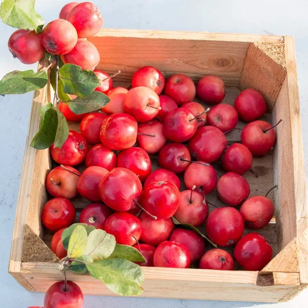 Ranetka_Apple_Grafted__Apple_Plant_Red_Flesh_Ranetka_Apple,_Crabapple_Outdoor_Plant_Original_Variety