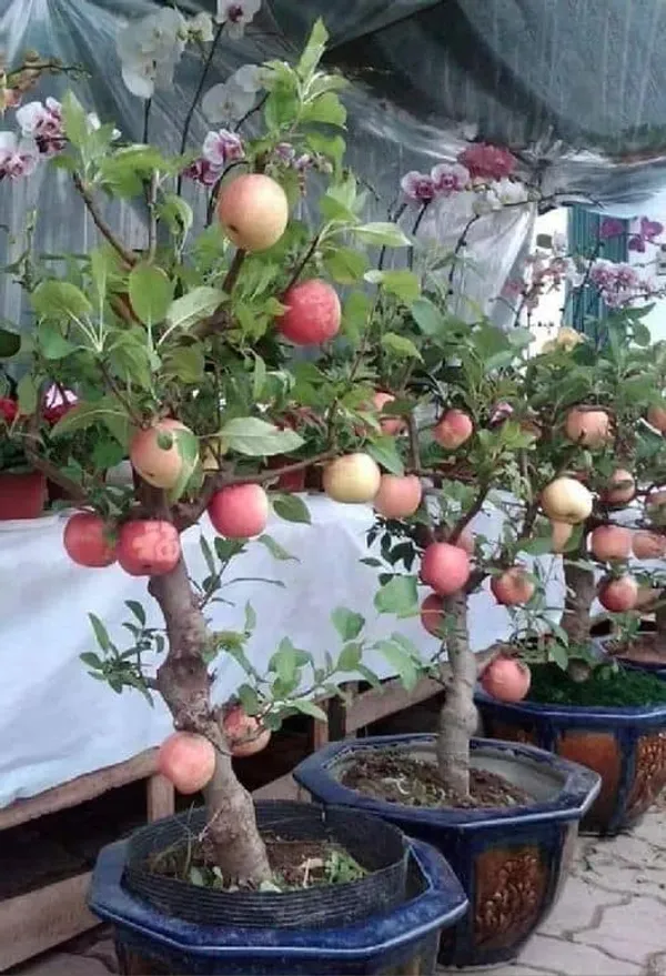 Apple_Plant_Hybrid_Grafted_Plant_Hrmn-99_Variety