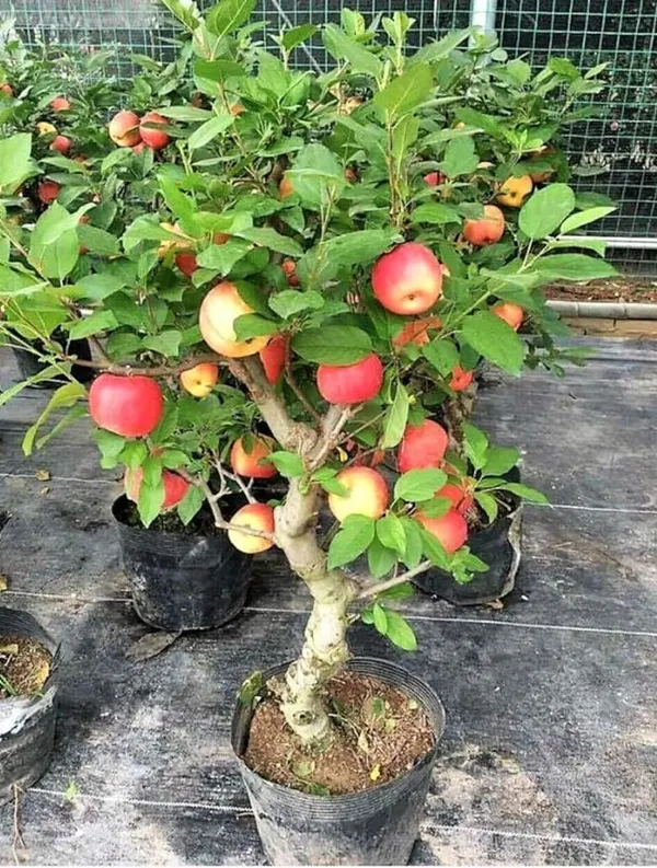 Apple_Plant_Hybrid_Grafted_Plant_Hrmn-99_Variety