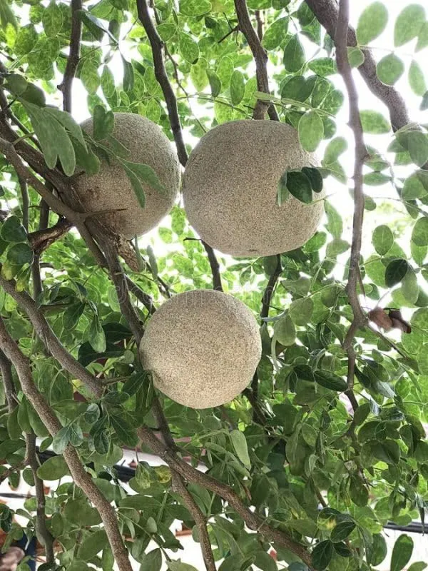 Thai_Wood_Apple_Kothbel_Fruit__Plants_For_Home_Gardening_Indoor_Outdoor_Fruit__Plants