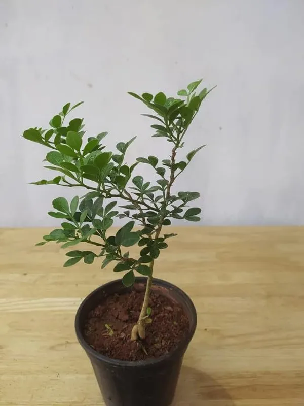 Thai_Wood_Apple_Kothbel_Fruit__Plants_For_Home_Gardening_Indoor_Outdoor_Fruit__Plants