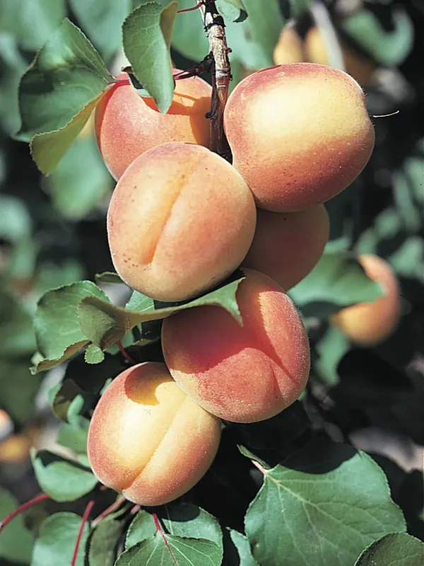 Apricot_Variety_Fruit_(Air_Layering/Grafted)__Plant