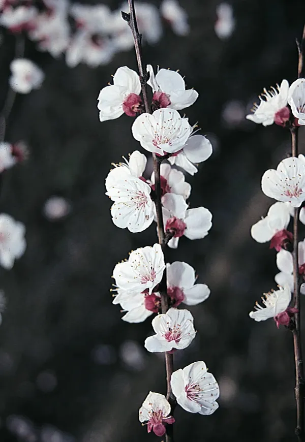 Apricot_Variety_Fruit_(Air_Layering/Grafted)__Plant