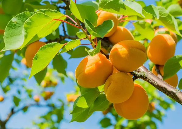Apricot_Variety_Fruit_(Air_Layering/Grafted)__Plant