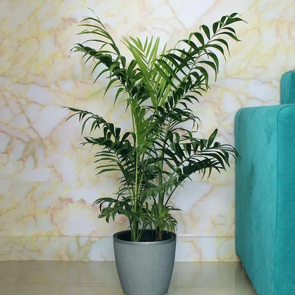 Areca_Palm_Air_Purifier_Natural__Plant