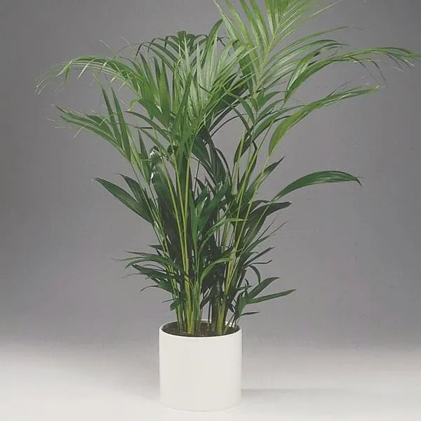 Areca_Palm_Air_Purifier_Natural__Plant