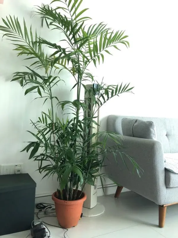 Areca_Palm_Air_Purifier_Natural__Plant