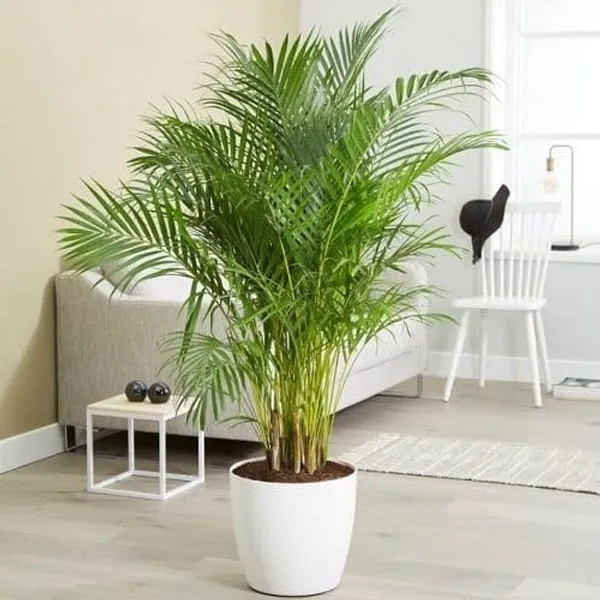 Areca_Palm_Air_Purifier_Natural__Plant
