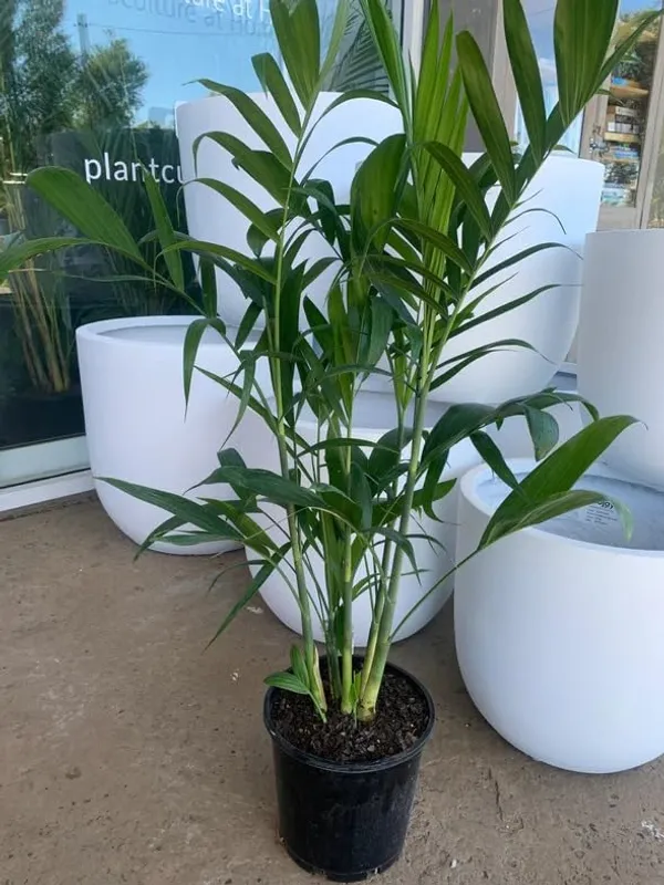 Areca_Palm_Air_Purifier_Natural__Plant