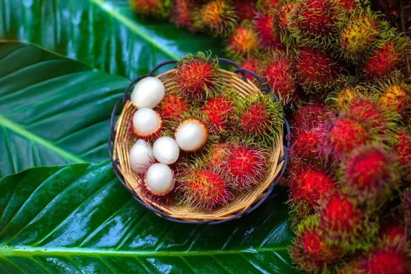 Rambutan_Caesar__Plants_(Red)_Home_Gardening_Outdoor__Plants