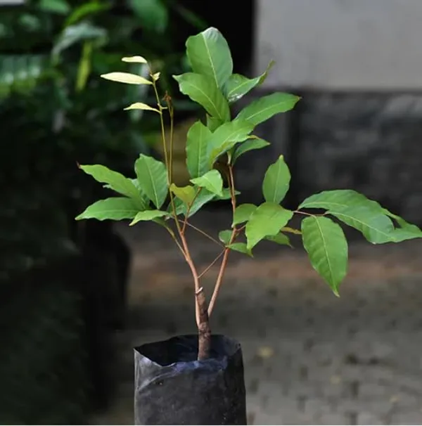 Rambutan_Caesar__Plants_(Red)_Home_Gardening_Outdoor__Plants