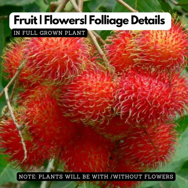 Rambutan_Caesar__Plants_(Red)_Home_Gardening_Outdoor__Plants