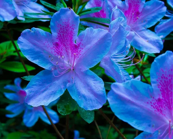 Azalea_Healthy_Flower_Plant_For_Home_Gardening__Plant_Blue