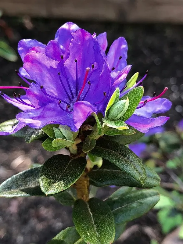 Azalea_Healthy_Flower_Plant_For_Home_Gardening__Plant_Blue