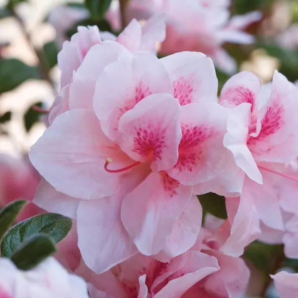 Azalea_Healthy_Flower_Plant_For_Home_Gardening__Plant_Pink