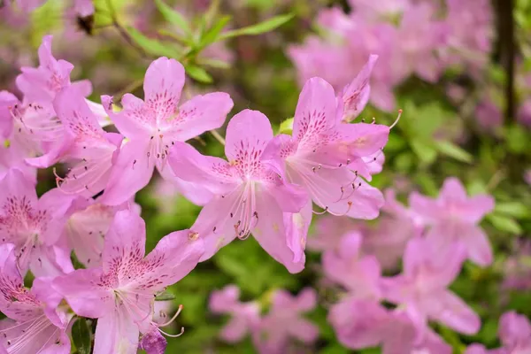Azalea_Healthy_Flower_Plant_For_Home_Gardening__Plant_Pink