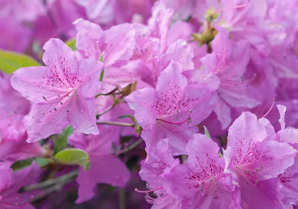 Azalea_Healthy_Flower_Plant_For_Home_Gardening__Plant_Purple
