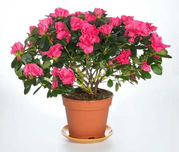 Azalea_Healthy_Flower_Plant_For_Home_Gardening__Plant_Red