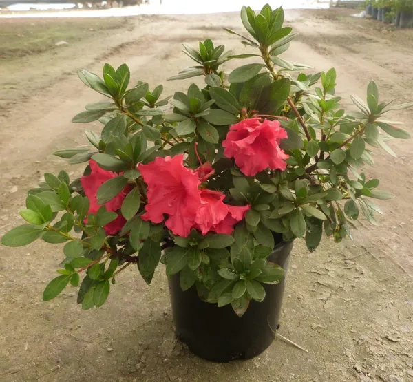 Azalea_Healthy_Flower_Plant_For_Home_Gardening__Plant_Red