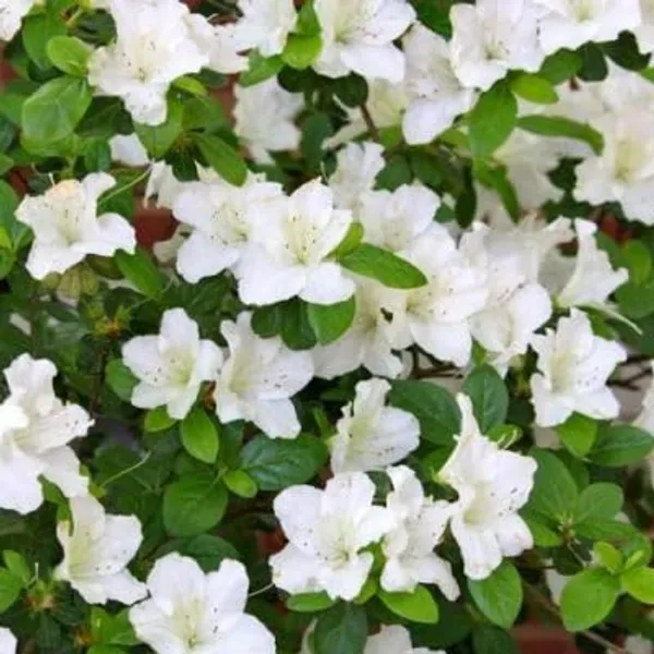 Azalea_Healthy_Flower_Plant_For_Home_Gardening__Plant_White
