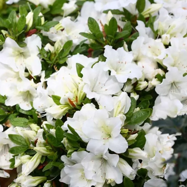Azalea_Healthy_Flower_Plant_For_Home_Gardening__Plant_White