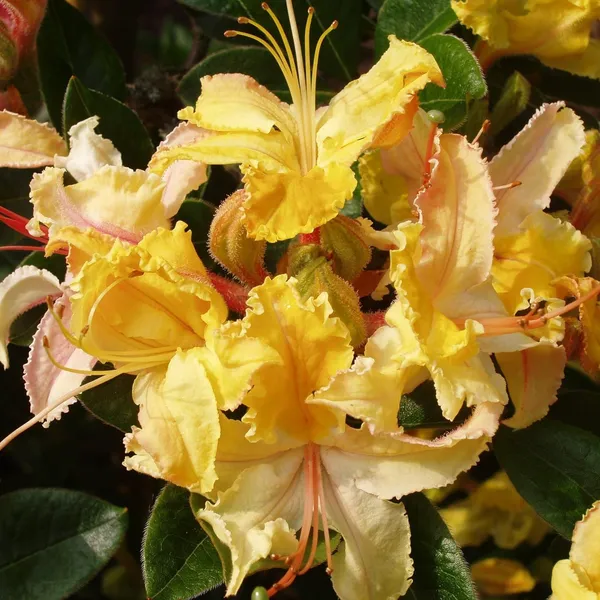Azalea_Healthy_Flower_Plant_For_Home_Gardening__Plant_Yellow