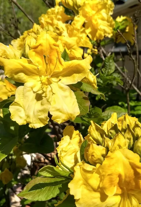 Azalea_Healthy_Flower_Plant_For_Home_Gardening__Plant_Yellow