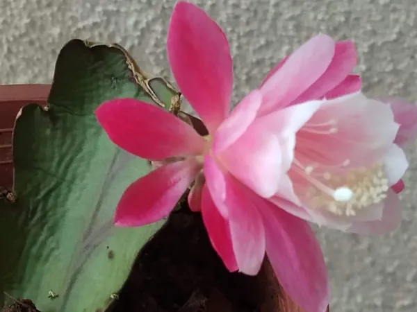 Pink_Brahma_Kamal_Nishi_Padmaa_Queen_Of_The_Night_Plant_(Pink_Colour)_-_1__Plant