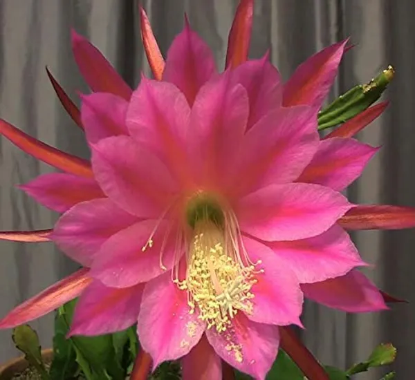 Pink_Brahma_Kamal_Nishi_Padmaa_Queen_Of_The_Night_Plant_(Pink_Colour)_-_1__Plant