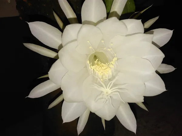 Brahma_Kamal_Queen_Of_The_Night_1__Plant_(Small_Plant)_By_Greeen_Earth
