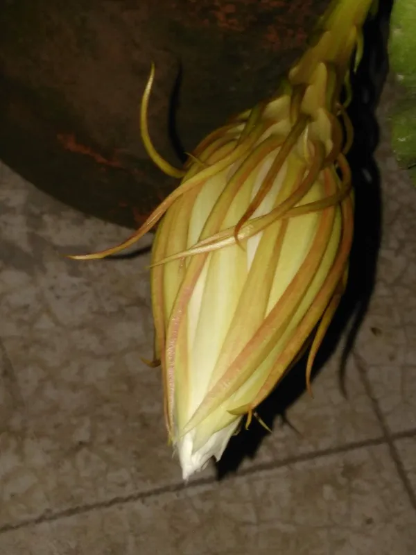 Brahma_Kamal_Queen_Of_The_Night_1__Plant_(Small_Plant)_By_Greeen_Earth