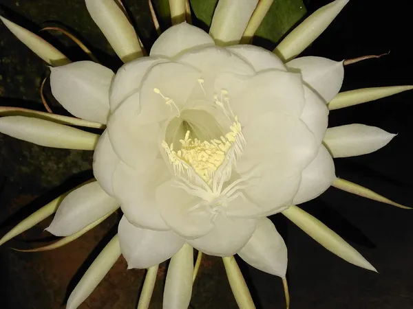 Brahma_Kamal_Queen_Of_The_Night_1__Plant_(Small_Plant)_By_Greeen_Earth