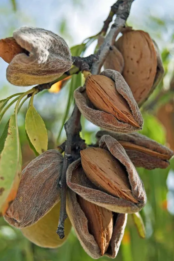 Badam_Tree,_Indian_Almond_Tree,_Terminalia_Catappa_-_Plant_Green_Badam_Plant