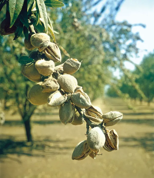 Badam_Tree,_Indian_Almond_Tree,_Terminalia_Catappa_-_Plant_Green_Badam_Plant