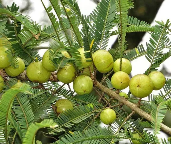 Banarasi_Amla_(Gooseberry/Phyllanthus_Emblica_Herba)_Hybrid_Fruit__Plant