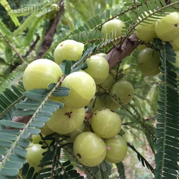 Banarasi_Amla_(Gooseberry/Phyllanthus_Emblica_Herba)_Hybrid_Fruit__Plant