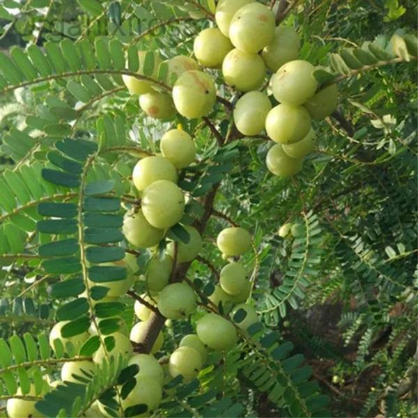 Banarasi_Amla_(Gooseberry/Phyllanthus_Emblica_Herba)_Hybrid_Fruit__Plant