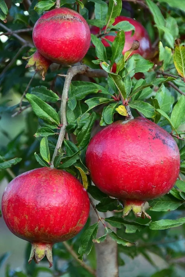 Super_Red_Bhagwa_Anar_Hybrid_Pomegranate,_Bedana__Plant_For_Home_Gardening_Healthy_Plant_Original_Variety