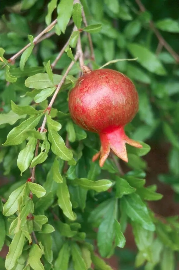Super_Red_Bhagwa_Anar_Hybrid_Pomegranate,_Bedana__Plant_For_Home_Gardening_Healthy_Plant_Original_Variety