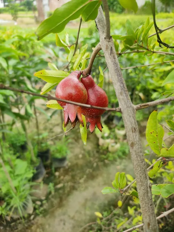 Super_Red_Bhagwa_Anar_Hybrid_Pomegranate,_Bedana__Plant_For_Home_Gardening_Healthy_Plant_Original_Variety