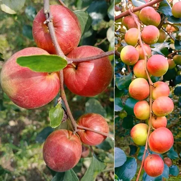 Ber__Apple_Ball_Sundari_Plants