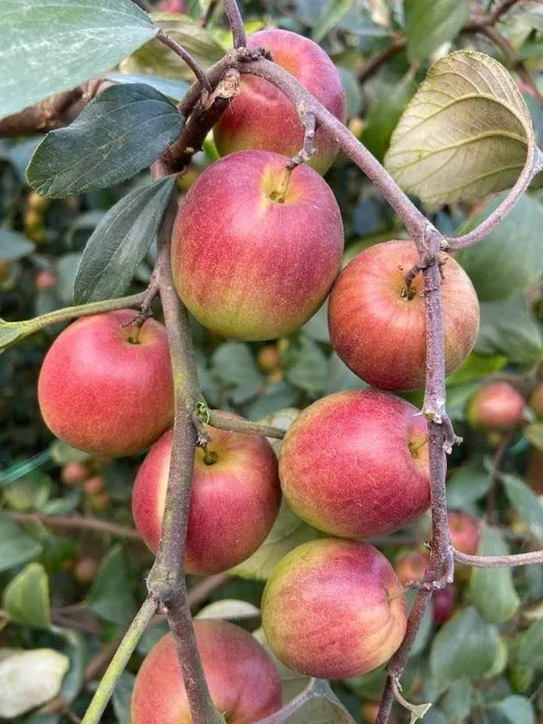Ber__Apple_Ball_Sundari_Plants