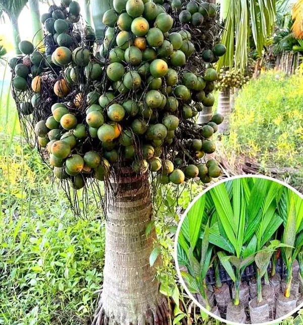 Betel_Nut_Supari_Hybrid_Plant