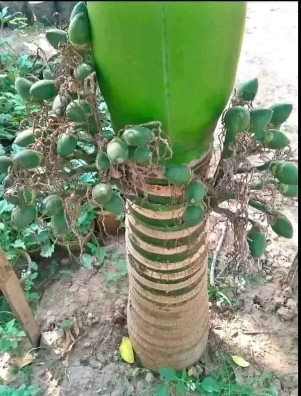 Betel_Nut_Supari_Hybrid_Plant