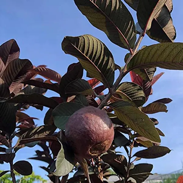 Rare__Thailand_Black_Guava/Amrud_Air-layered_Hybrid_Outdoor_Fruit_Plant_(1-1.5_Ft_Size)_Pack_of_1_Heathy__Plant_Thailand_Variety_CF_22