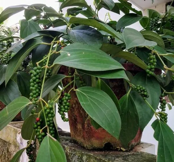 Black_Pepper,_Golmorich_Healthy__Plant